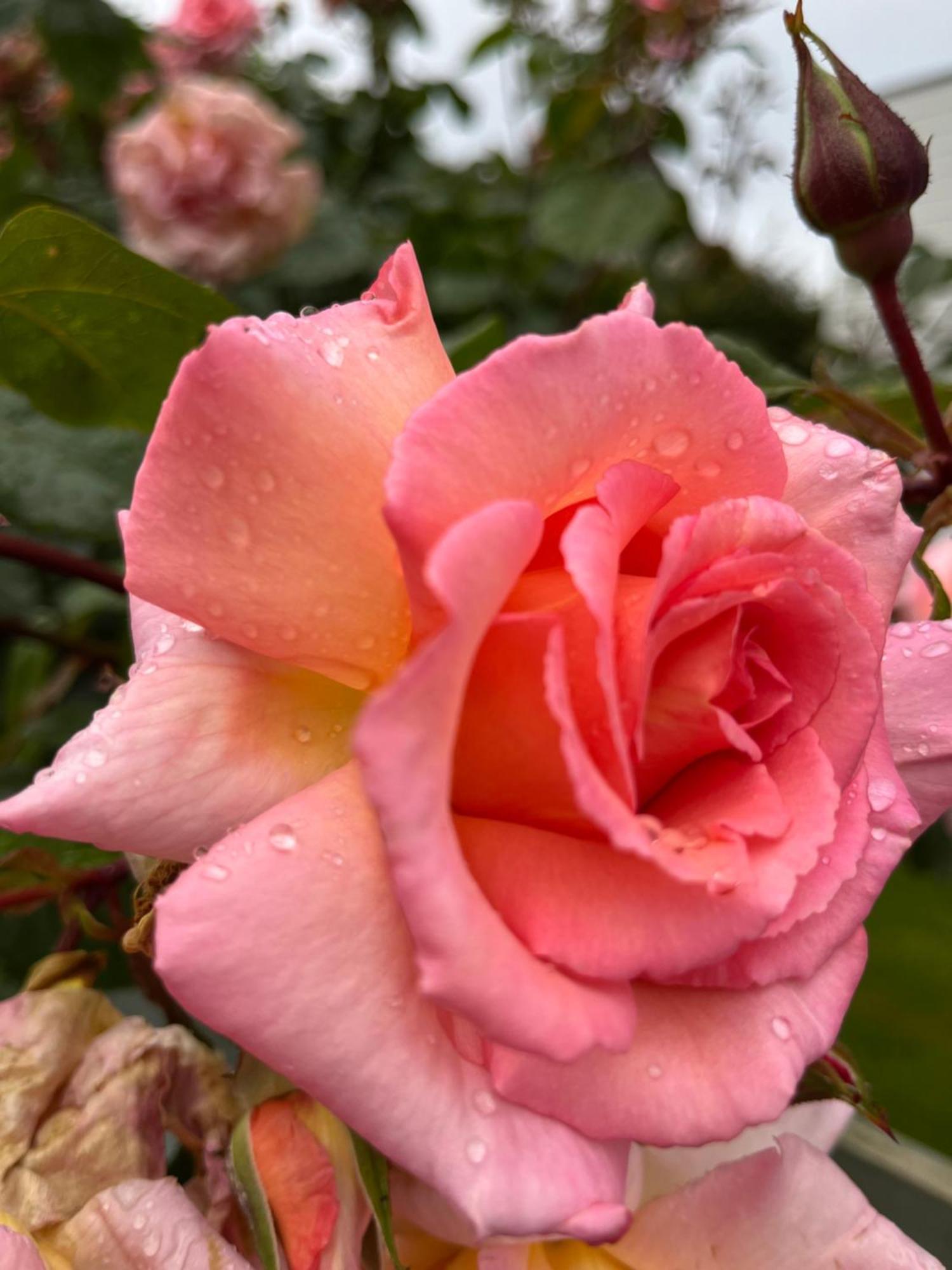 Deluxe Double Room with Shower,1581030891:JPEG