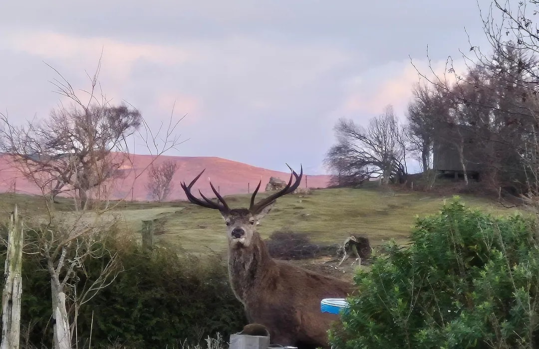 Balmoral Skye-1