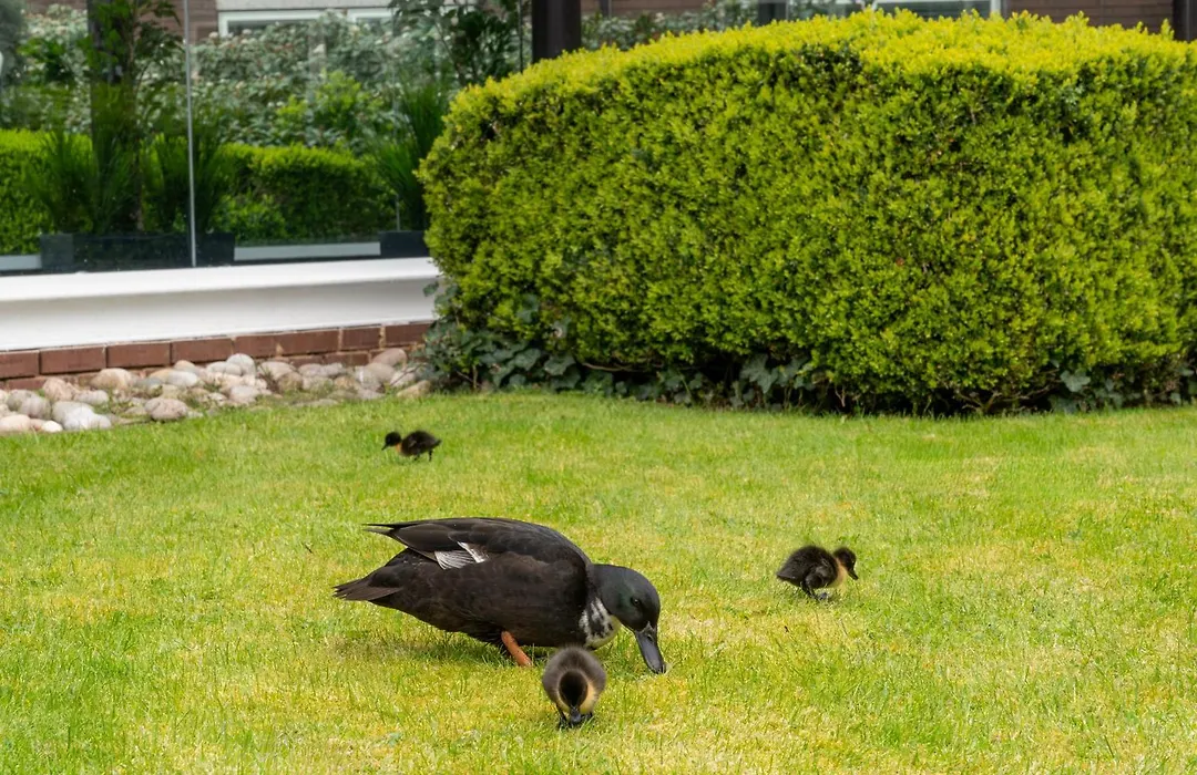 Daresbury Park Hotel-1