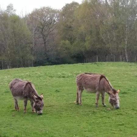 Durham Donkey Rescue Shepherd'S Hut-2